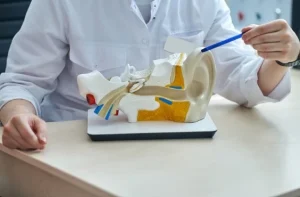 Especialidades de otorrinolaringología